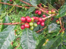 Coffee Plantation tour near Boquete, Panama 
