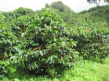 Coffee Plantation tour near Boquete, Panama 