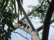 Puerto Jimenez, Costa Rica