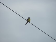 Puerto Jimenez, Costa Rica