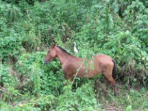 Puerto Jimenez, Costa Rica