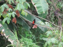 Puerto Jimenez, Costa Rica