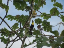 Puerto Jimenez, Costa Rica