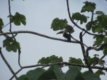 Puerto Jimenez, Costa Rica