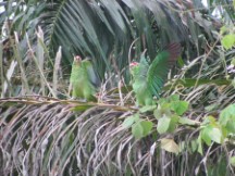 Puerto Jimenez, Costa Rica