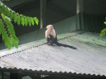 Monkey at Puerto Jimenez, Costa Rica