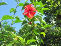 Near Puerto Jimenez, Costa Rica