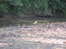 Near Puerto Jimenez, Costa Rica