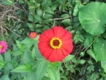 Near Puerto Jimenez, Costa Rica