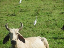 Near Puerto Jimenez, Costa Rica