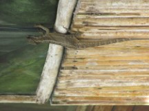 Dante Corcovode Lodge, Costa Rica