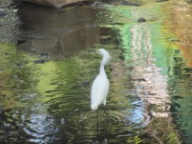 Bird in stream at Quepos, Costa Rica