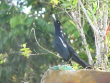 Quepos, Costa Rica.