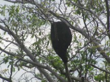 Manuel Antonio National Park, Costa Rica