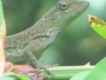 Manuel Antonio National Park, Costa Rica