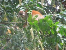 Manuel Antonio National Park, Costa Rica