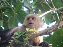 Manuel Antonio National Park, Costa Rica