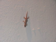 Jaco, Costa Rica – Lizard at restaurant