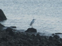 Playa Naranjo