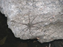 Santa Rosa National Park