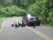 White nosed Coatis near Volcano Arenal
