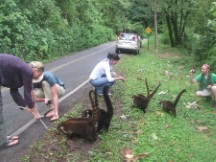 White nosed Coatis near Volcano Arenal