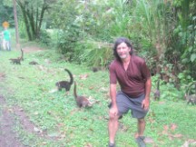 White nosed Coatis near Volcano Arenal