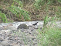 Looked like a Kinkajous near Volcano Arenal 