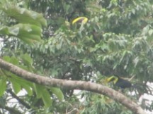 Tucans near Volcano Arenal