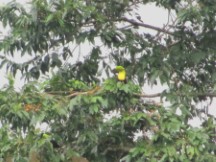 Tucan near Volcano Arenal