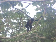 Howler Monkey near Volcano Arenal