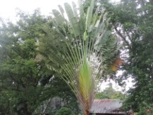 Near Volcano Arenal