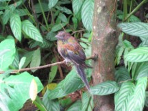 La Paz Waterfall Garden, Costa Rica