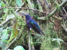 La Paz Waterfall Garden, Costa Rica
