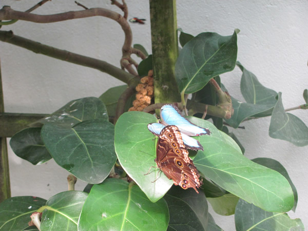 Butterfly farm Key West, FL