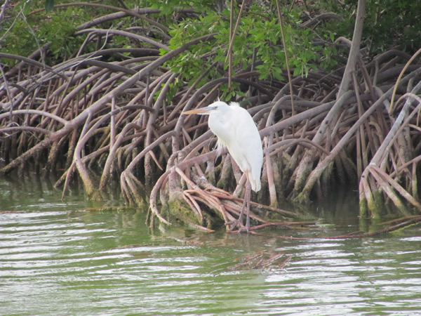 Bird in Key West, FL