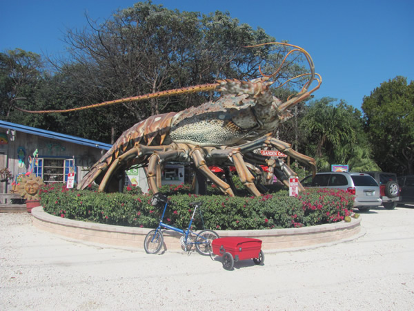 Lobster in Keys, FL