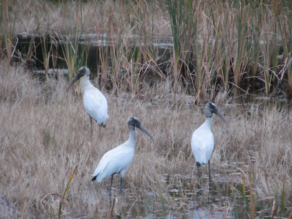 Merrill island wildlife Refuge, FL