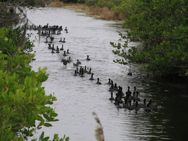 Birds at Merrill island wildlife Refuge, FL