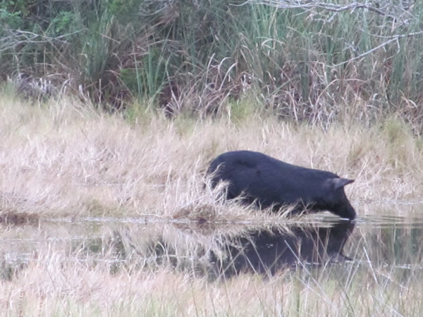 Merrill island wildlife Refuge, FL