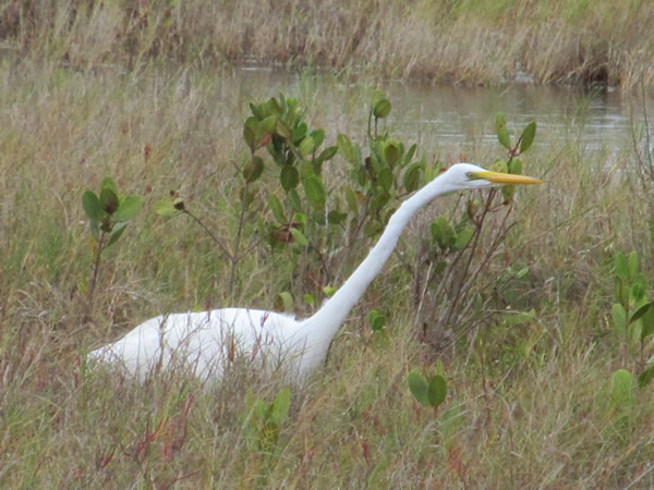 Merrill island wildlife Refuge, FL
