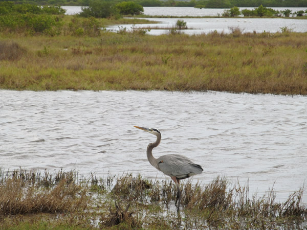 Merrill island wildlife Refuge, FL