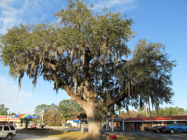 Tree in Kingsland, Georgia