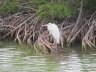 Bird in Key West, FL