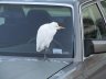 Bird in Florida