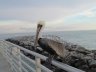 Pelican at Cape Canaveral, FL