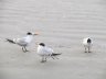 Sea Gulls at Cape Canaveral, FL