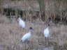 Birds at Merrill island wildlife Refuge, FL
