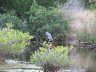 Bird at Merrill island wildlife Refuge, FL