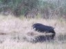 Pig at at Merrill island wildlife Refuge, FL